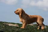 BASSET FAUVE DE BRETAGNE 007